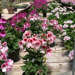 Meet your Posher, Shar